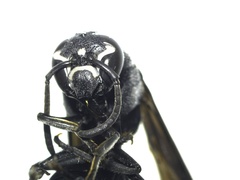 Hymenoptera