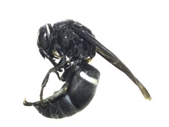 Hymenoptera