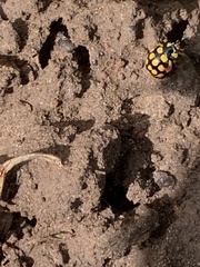 Cheilomenes sulphurea