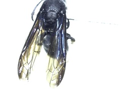 Hymenoptera