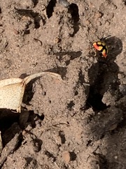 Cheilomenes sulphurea