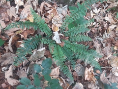 Polystichum × luerssenii