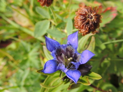 Gentiana septemfida