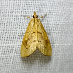 Hyalobathra brevialis