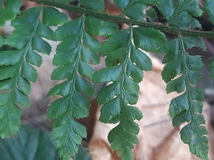 Polystichum × luerssenii
