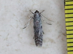 Cryptoblabes hemigypsa