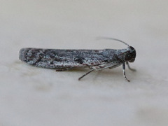 Cryptoblabes hemigypsa