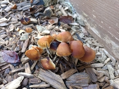 Hypholoma marginatum