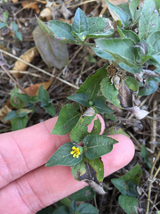 Calyptocarpus vialis