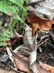 Rana ornativentris
