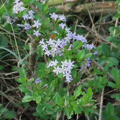 Ehretia rigida