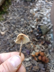 Hypholoma marginatum