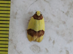 Heterallactis euchrysa