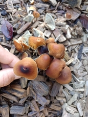 Hypholoma marginatum