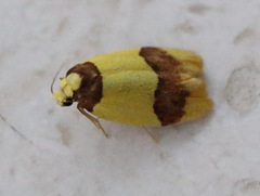 Heterallactis euchrysa