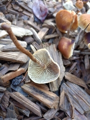 Hypholoma marginatum