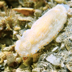 Goniobranchus epicurius