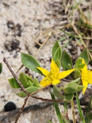 Aizoon rigidum