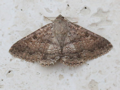 Eudesmeola lawsoni