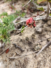 Indigofera verrucosa
