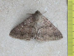 Eudesmeola lawsoni
