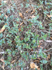 Calyptocarpus vialis