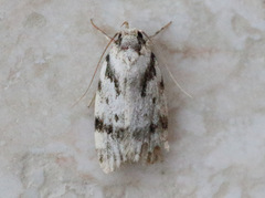 Barea confusella
