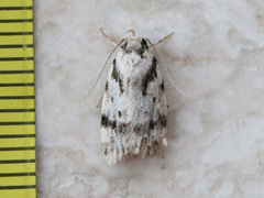 Barea confusella
