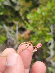 Indigofera verrucosa