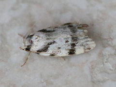 Barea confusella