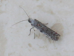 Cryptoblabes hemigypsa