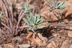 Euphorbia