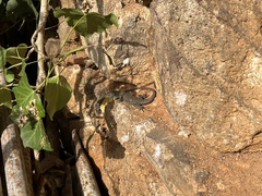 Podarcis siculus siculus