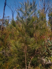 Allocasuarina littoralis