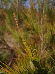 Allocasuarina littoralis