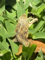 Helicoverpa punctigera