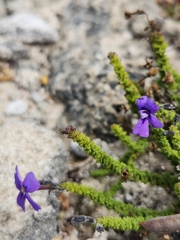 Jamesbrittenia microphylla