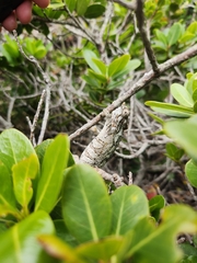 Bradypodion ventrale