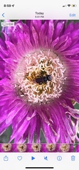 Tetragonula carbonaria