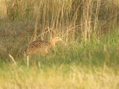 Rhynchotus rufescens