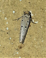 Ethmia circumdatella