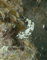 Nudibranchia