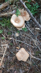 Infundibulicybe gigas