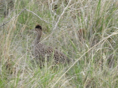 Nothoprocta cinerascens