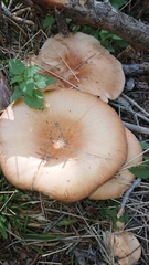 Infundibulicybe gigas