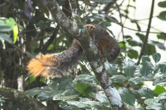 Paraxerus vexillarius