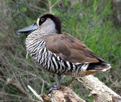 Malacorhynchus membranaceus