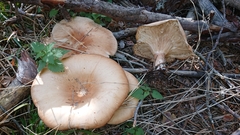 Infundibulicybe gigas