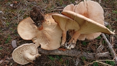 Infundibulicybe gigas