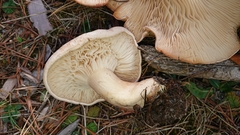 Infundibulicybe gigas